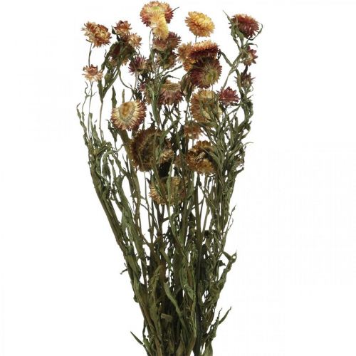 Floristik24 Halmblomst Gul, Rød tørret Helichrysum tørret blomst 50cm 60g