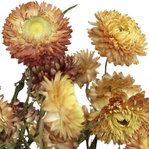 Artikel Halmblomst Gul, Rød tørret Helichrysum tørret blomst 50cm 60g