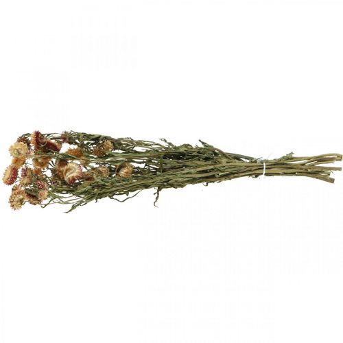 Artikel Halmblomst Gul, Rød tørret Helichrysum tørret blomst 50cm 60g