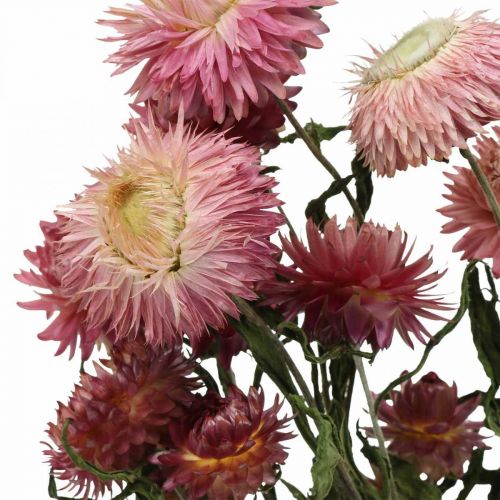 Floristik24 Strawflower Pink tørrede Helichrysum tørrede blomster bundt 45cm 45g