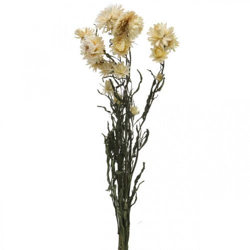 Floristik24 Tør dekoration halm blomstercreme helichrysum tørret 50cm 30g