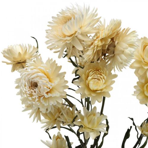 Artikel Tør dekoration halm blomstercreme helichrysum tørret 50cm 30g