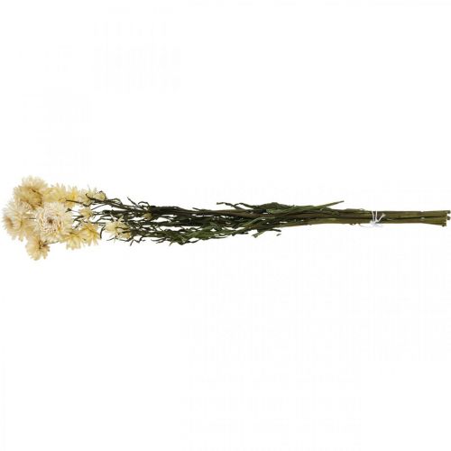 Artikel Tør dekoration halm blomstercreme helichrysum tørret 50cm 30g
