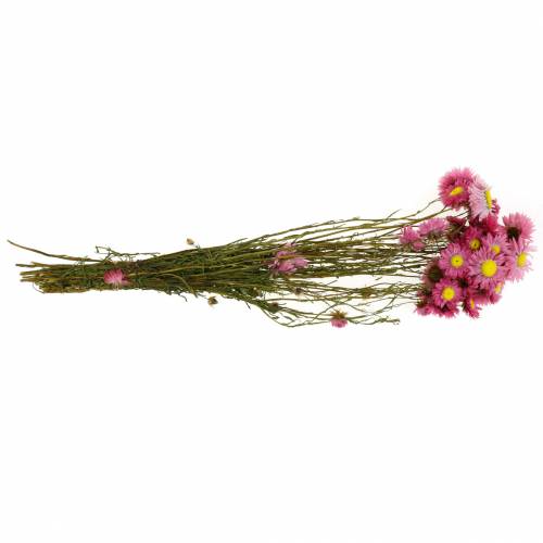 Floristik24 Halmblomst i en flok Lyserøde tørrede blomster 25g