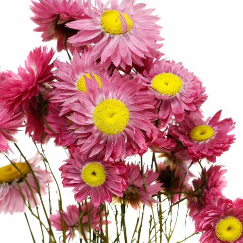 Floristik24 Halmblomst i en flok Lyserøde tørrede blomster 25g