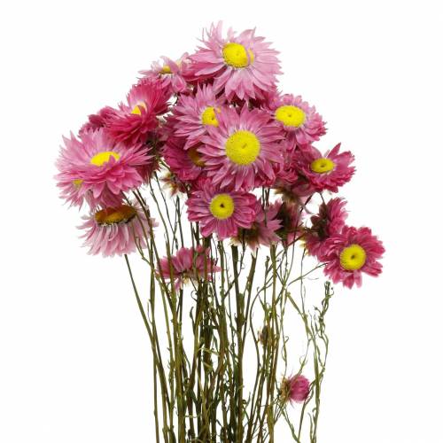 Floristik24 Halmblomst i en flok Lyserøde tørrede blomster 25g