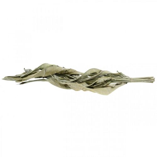 Floristik24 Strelitzia blade tørret grøn frostet 45-80cm 10 stk
