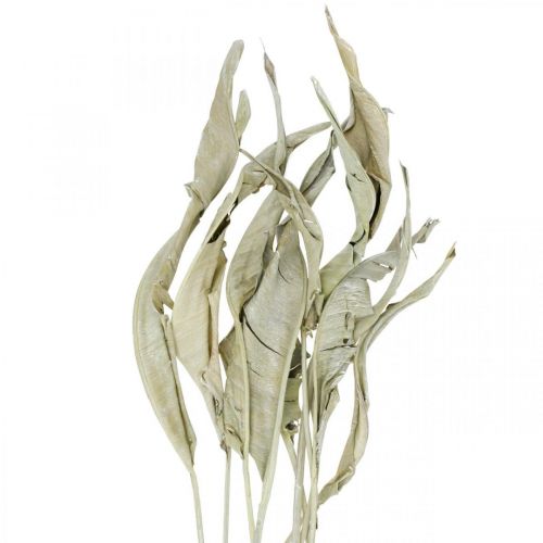 Strelitzia blade tørret grøn frostet 45-80cm 10stk
