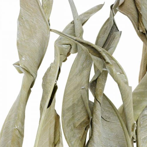 Floristik24 Strelitzia blade tørret grøn frostet 45-80cm 10 stk