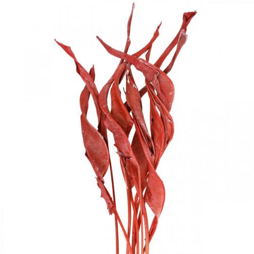 Strelitzia blade rød frostet tør floristry 45-80cm 10stk