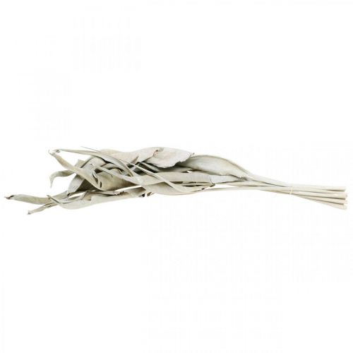 Floristik24 Strelitzia blade hvidvaskede tørrede 45-80cm 10 stk