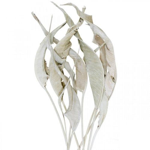 Floristik24 Strelitzia blade hvidvaskede tørrede 45-80cm 10 stk