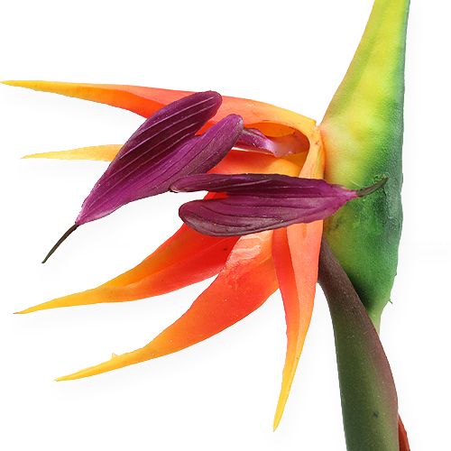 Floristik24 Strelitzia paradisfugl blomst 62cm