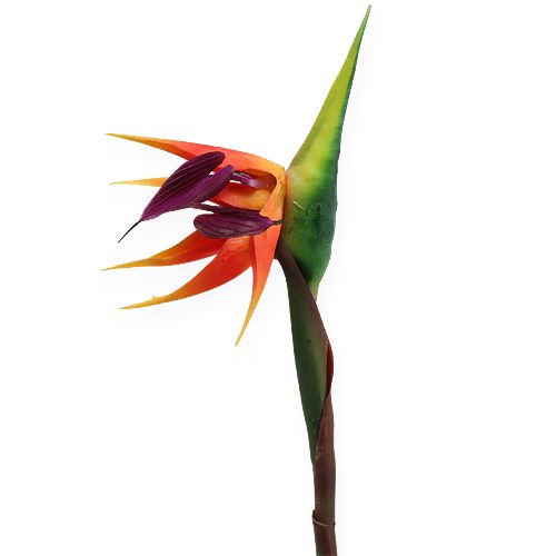 Floristik24 Strelitzia paradisfugl blomst 62cm