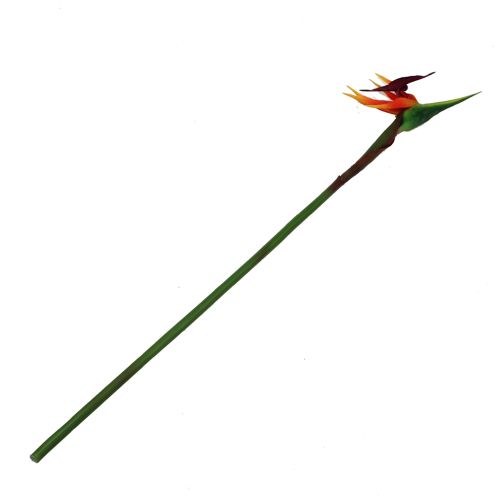 Floristik24 Strelitzia paradisfugl blomst 62cm