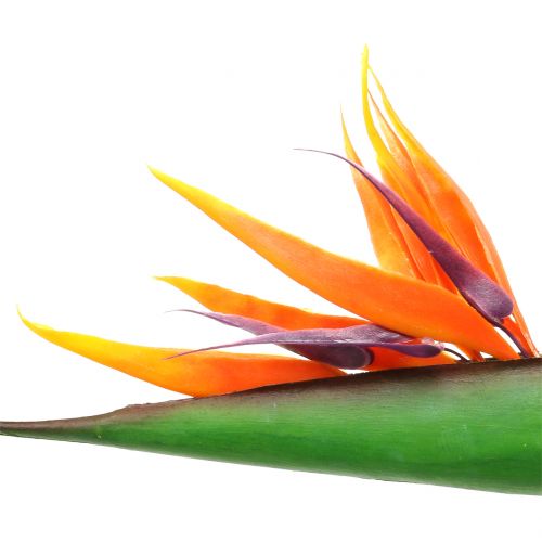 Floristik24 Strelitzia Paradisfugl 95 cm