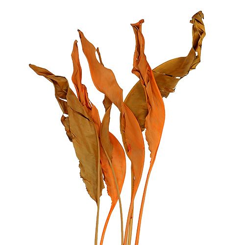 Floristik24 Strelitzia blade orange 120cm 20 stk
