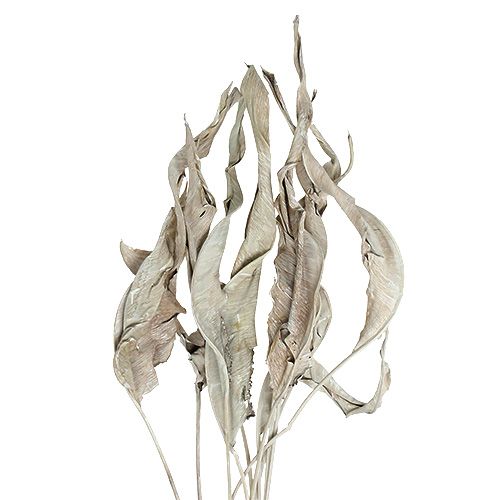 Floristik24 Dekorationsblade Strelitzia blade hvidvaskede 120cm 10 stk