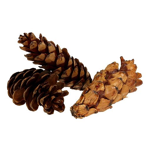 Artikel Strobus kegler 10-15cm malet 100 stk