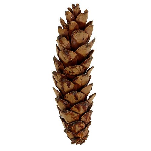 Artikel Strobus kegler 10-15cm malet 100 stk
