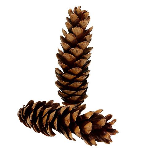 Strobus kegler 20 - 25cm malet 50 stk