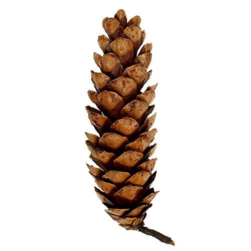 Artikel Strobus kegler 20 - 25cm malet 50 stk