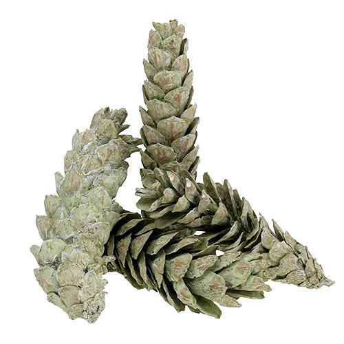 Floristik24 Strobus kegler som naturlig dekoration 15cm - 20cm grøn 50stk