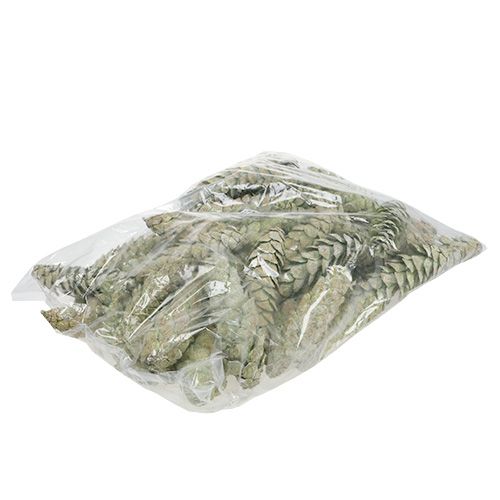 Artikel Strobus kegler som naturlig dekoration 15cm - 20cm grøn 50 stk
