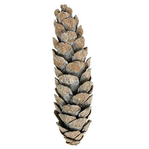 Artikel Strobus kegler 15cm - 20cm hvidvaskede 50 stk