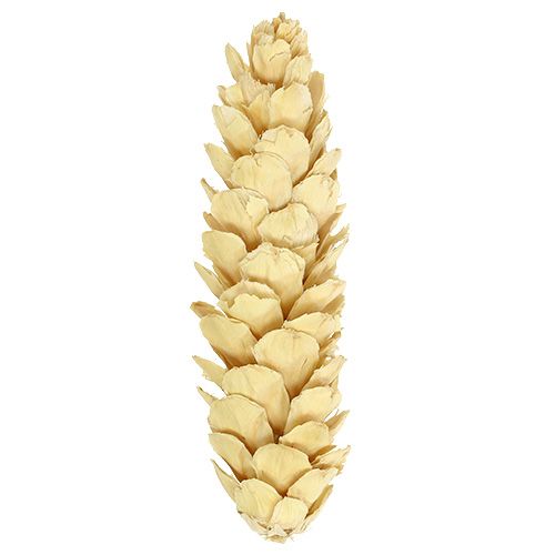 Artikel Strobus bleget 15cm-20cm 50 stk