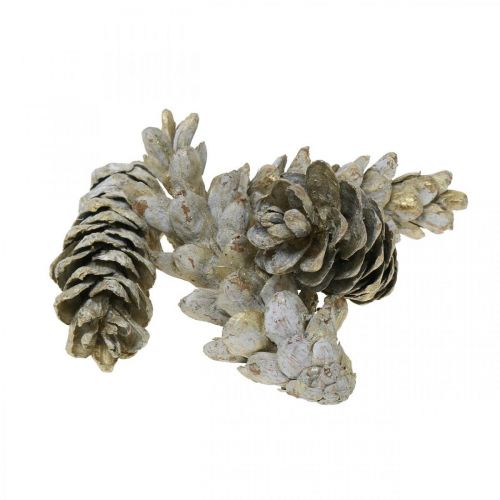 Strobus kogler, jul, adventsdekoration, hvide kogler natur, gylden L9–14cm 20 stk.