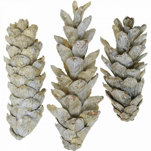 Floristik24 Strobus kogler, jul, adventsdekoration, hvide kogler natur, gylden L9–14cm 20 stk.