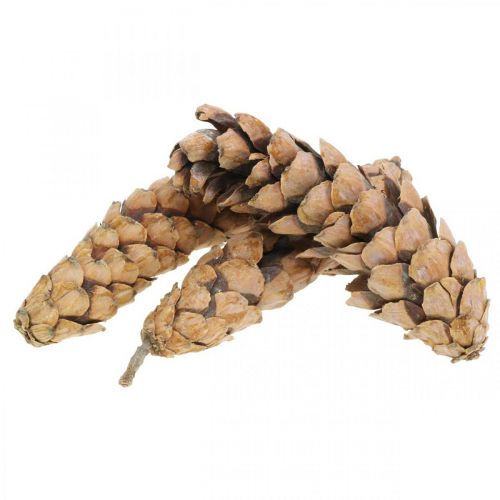 Artikel Fyrrekogler Hvid fyrretræ Strobus Naturlig Blandet 2,5kg