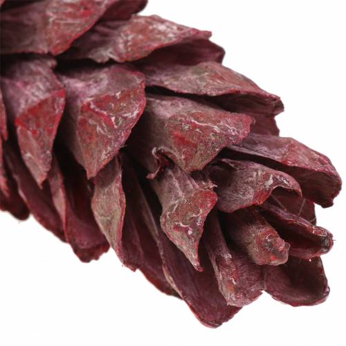 Strobus kegle naturlig dekoration rød 15cm - 20cm 50p