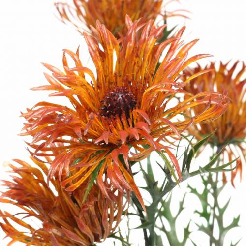 Floristik24 Xanthium gren orange 69cm 3stk