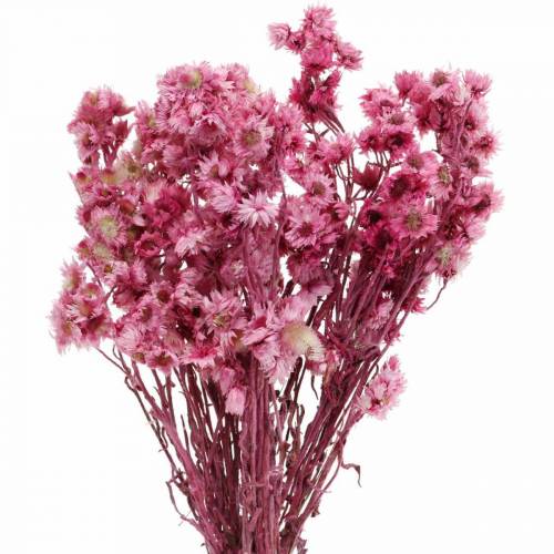 Floristik24 Tørrede blomster Pink Tørrede blomsterbuket Tørrede blomster Pink H21cm