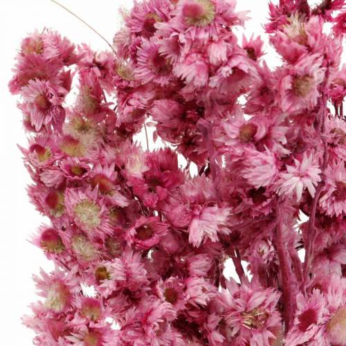 Floristik24 Tørrede blomster Pink Tørrede blomsterbuket Tørrede blomster Pink H21cm