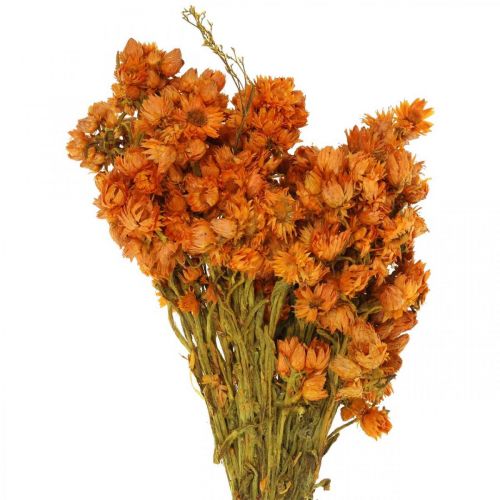Floristik24 Halmblomster Tørrede blomster Orange Small 15g