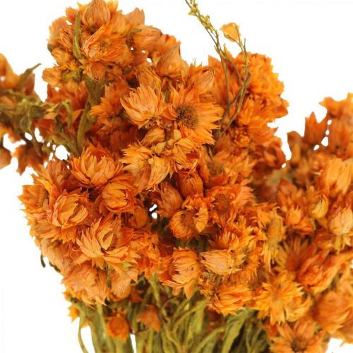Floristik24 Halmblomster Tørrede blomster Orange Small 15g