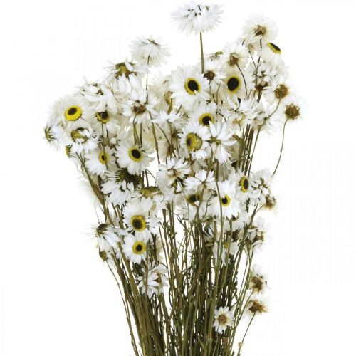 Floristik24 Acroclinium Hvide, tørre planter, stråblomster, tørblomstret L20–40cm 25g