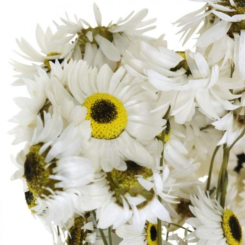 Floristik24 Acroclinium Hvide, tørre planter, stråblomster, tørblomstret L20–40cm 25g