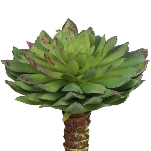 Floristik24 Sukkulent Echeveria Kunstig Grøn Plante Grøn Ø6cm 10,5cm