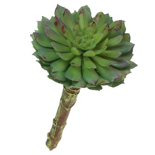 Floristik24 Sukkulent Echeveria Kunstig Grøn Plante Grøn Ø6cm 10,5cm