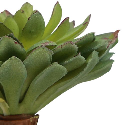 Floristik24 Sukkulent Echeveria Kunstig Grøn Plante Grøn Ø6cm 10,5cm