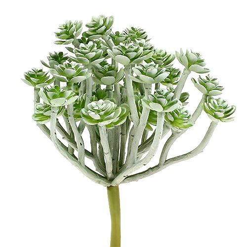 Floristik24 Sukkulent Echeveria 17cm Grå 3 stk