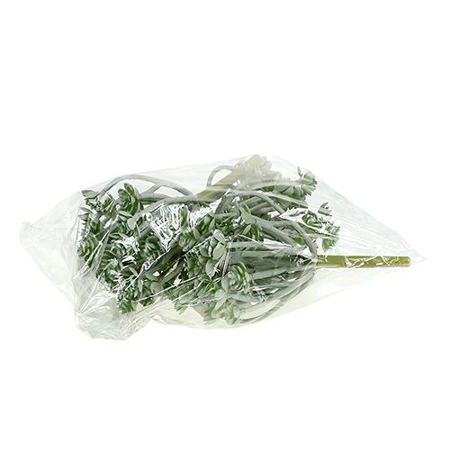 Artikel Sukkulent Echeveria 17cm Grå 3 stk