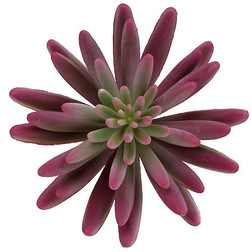 Floristik24 Sukkulent plante 15cm lilla