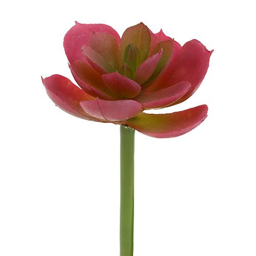 Sukkulent Ø5cm Pink 6 stk