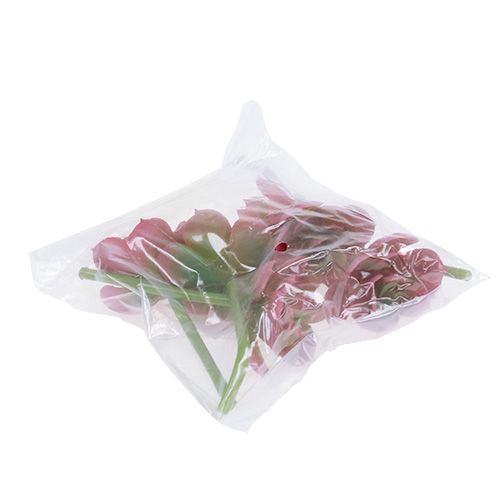 Artikel Sukkulent Ø5cm Pink 6 stk