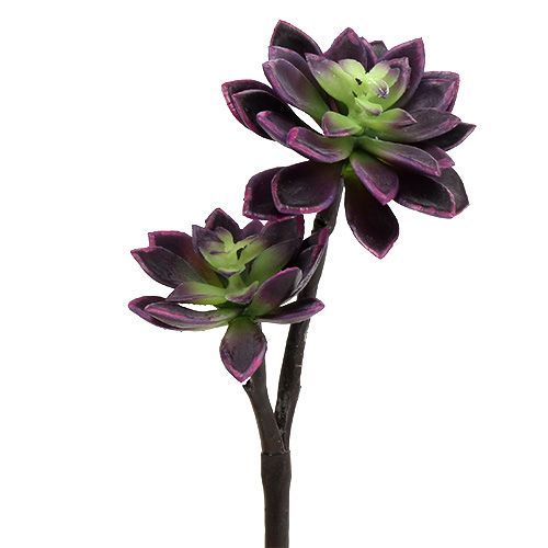 Floristik24 Sukkulent plante mørk lilla-grå Ø7cm, Ø10cm H30cm